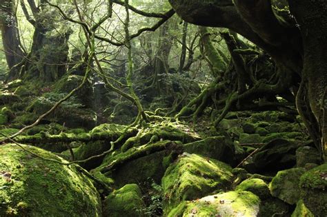 Kagoshima Mossy Forest In Yakushima Island Nature Tree Aokigahara