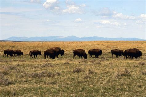Ranchers Push Back On American Prairie Reserve In Montana
