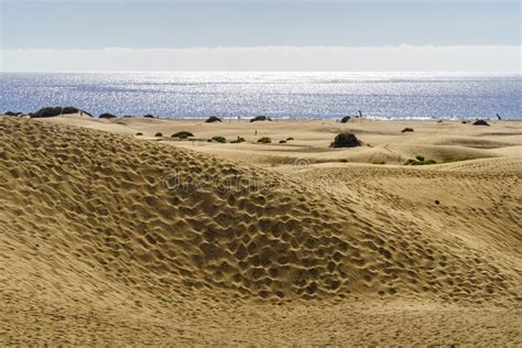 Golden Sand Dune Desert Next To The Blue Sea On The Canary Island Of