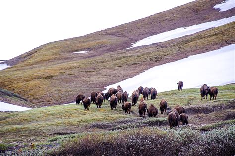 Banff National Park Bison Reintroduction Project Presented By Karsten