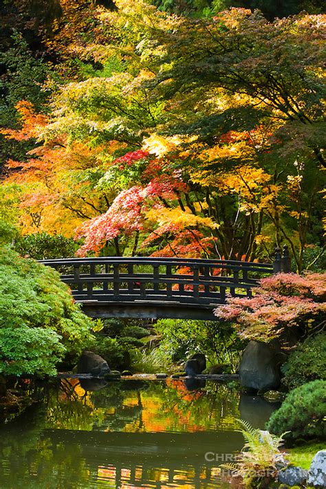 Moon Bridge In Fall In Portland Japanese Garden Chris Bidleman