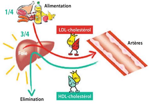 Le Cholestérol Comment ça Fonctionne Sciences Et Avenir