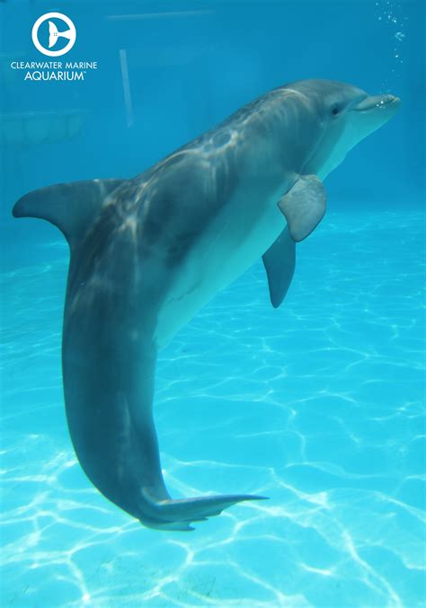 Hope The Dolphin Dolphin Tale 2 Dolphin Lover Dolphin Images