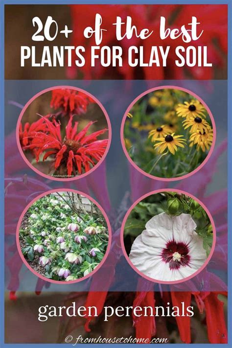 Best Plants For Clay Soil 20 Perennials Youll Want In Your Garden