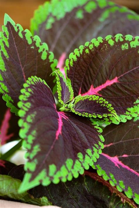 Nature Leaves Coleus Free Photo On Pixabay Pixabay