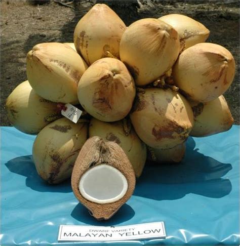 Abidjan, côte x wat+ : DWARF COCONUT PLANT - YELLOW COLOR HYBRID " MALAYAN " - 1 ...