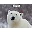 I Dunno  Popular Opinion Polar Bear Make A Meme