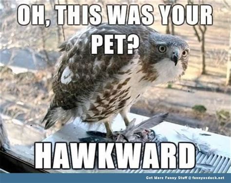 30 Most Funny Bird Meme Pictures Of All The Time