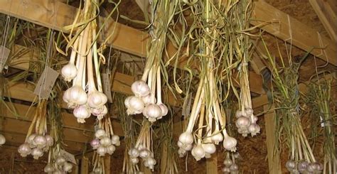 Drying Garlic Easy Methods And Storage Drying All Foods