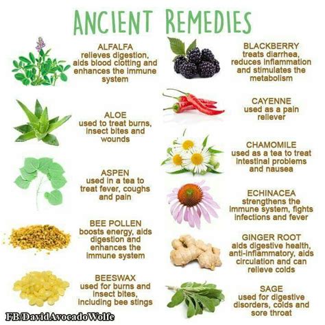 Pin By Kathy Mclemore On Bushcraft Herbs For Health Natural Health