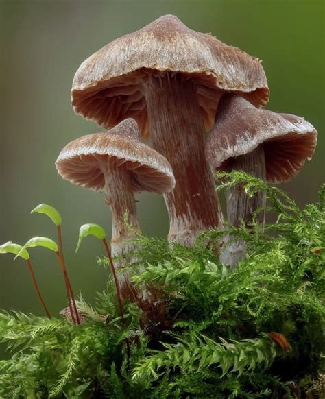 Basidioporic Fungi Champignons Pilze Natur