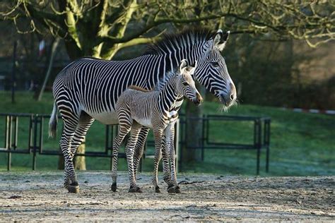 Zebra Plays Outside For The First Time At Planckendael Zooborns