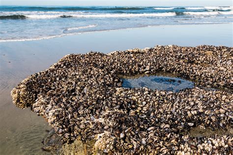 10 Best Tide Pools In San Diego And Tips For Visiting Now Laptrinhx