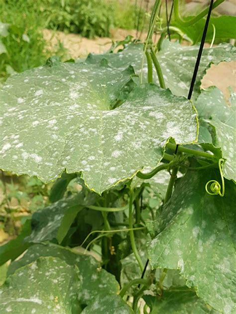 Look for these when selecting seed. Saillog | Powdery mildew of cucurbits