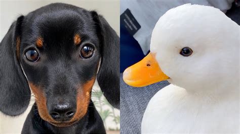 Puppy And Ducks Youtube