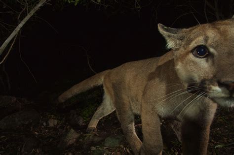 The Sad But Not Surprising Death Of A Wandering Puma Known As P 32 La Times