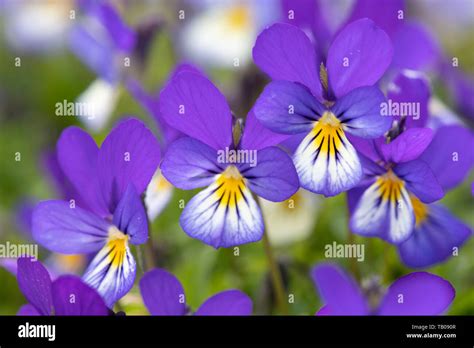 Close Up Pansies Hi Res Stock Photography And Images Alamy