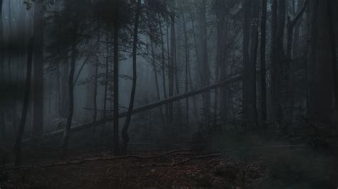 Dark Forest Hd Desktop Wallpaper