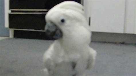 Dancing Cockatoo Youtube