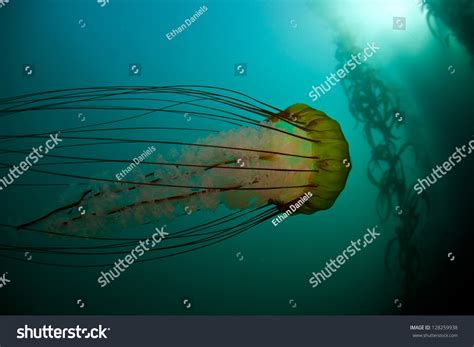 A Large Pacific Sea Nettle Jellyfish Chrysaora Fuscescens