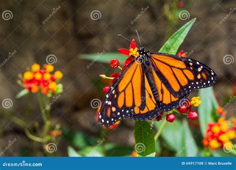 A Male Monarch Butterfly Stock Photo Image Of Resting 69917108
