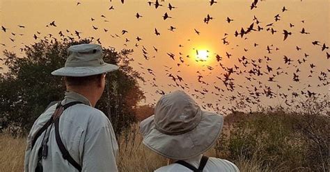 Botswana Birding Safari Water And Wilderness
