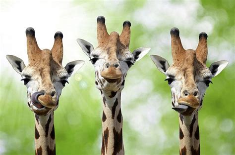 22 Facts That Will Change The Way You Look At Giraffes I Love Them So