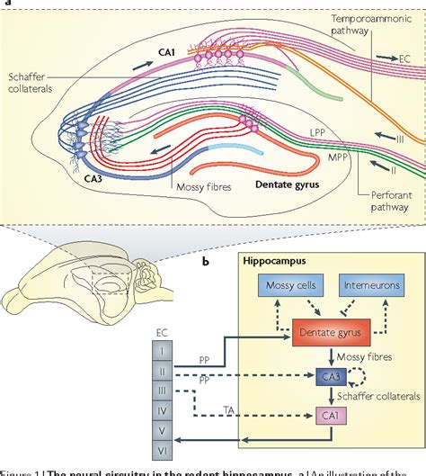 New Neurons And New Memories How Does Adult Hippocampal Neurogenesis