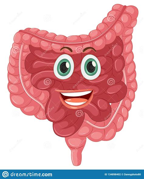 A Happy Healthy Intestine Stock Vector Illustration Of Digestive
