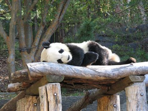 Xi Lan Taking A Nap Outside Zoo Atlanta Jd Pandas Flickr