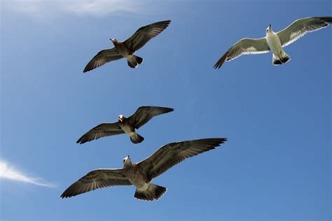 Free Images Wing Sky Seabird Seagull Beak Flight Feather Fauna