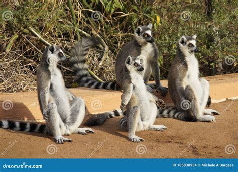 Ring Tailed Lemurs Sitting In Sun Madagascar Stock Photo Image Of