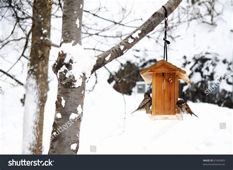 Winter Scene With Snow And Birds Peaceful And Tranquil