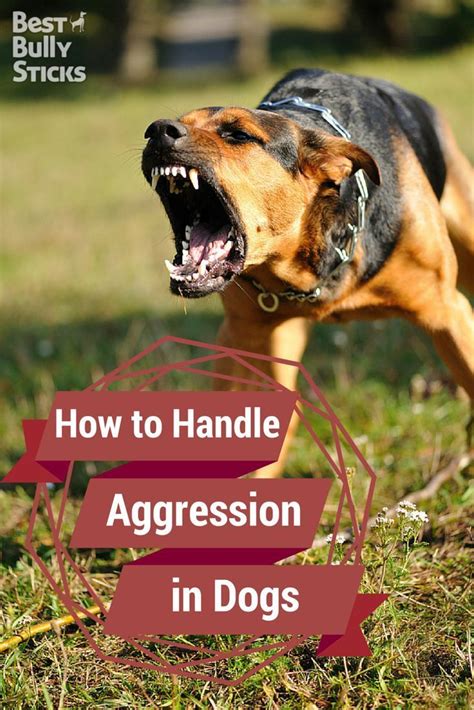 How To Handle Aggression In Dogs Via Kaufmannspuppy Dog Training