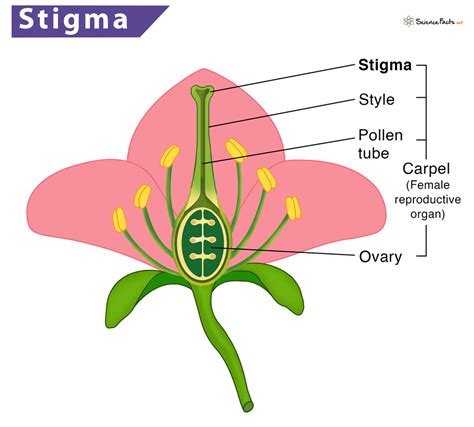 Plant Stigma