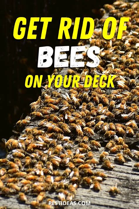 Get Rid Of Bees On Your Deck And In Your Yard