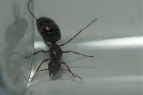 Formica Queen Id Please Ants