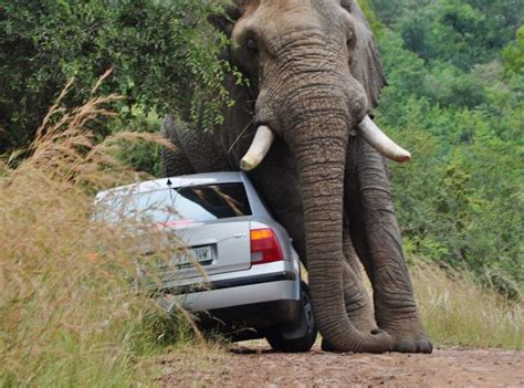 elefant försökte ha sex med en bil nyheter expressen