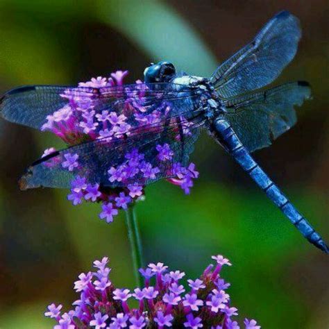A Blue Dragonfly Sitting On Top Of A Purple Flower