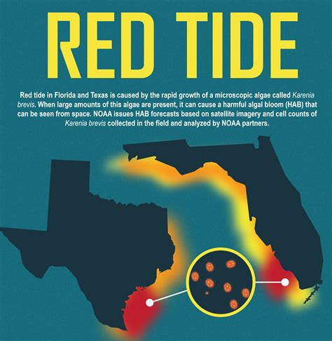 Harmful Red Tide Algae Bloom Lingers In Parts Of Florida
