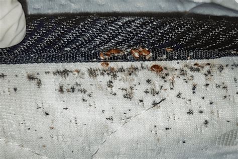 Bed Bugs Information And Control In Florida Kellers Pest Control