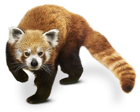 It's also a recessive trait, so it takes both parents passing on a mutated version of the mc1r gene to produce a redheaded child. Red Panda Facts | What Are Red Pandas | DK Find Out