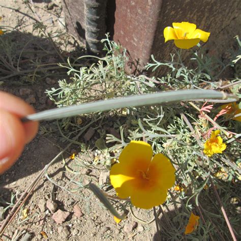 Poppy plants require very little fertilizer. The Sunday Snatch featuring California Poppy Seeds ...