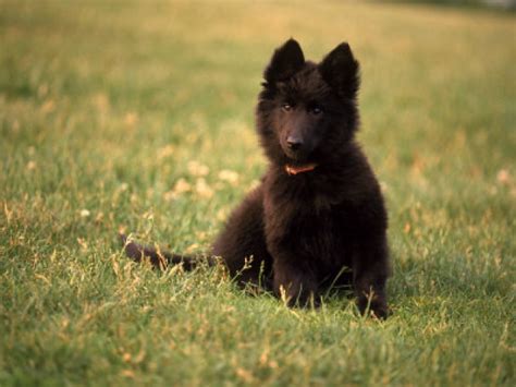 Belgian sheepdog puppies are fluffy and soft but they can become unruly without training being started immediately. Herding Puppies Pictures