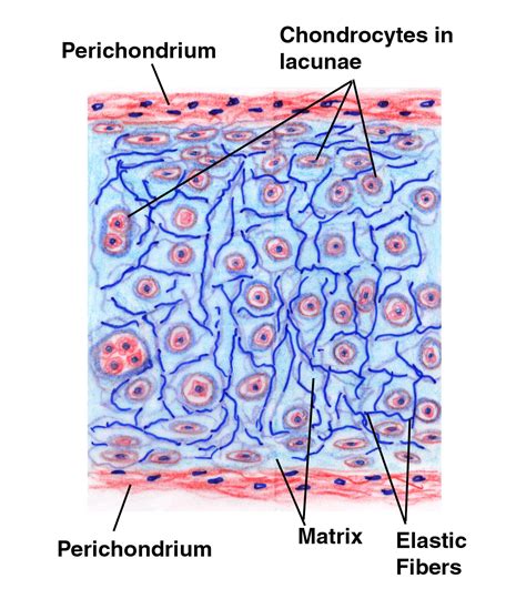 Hyaline cartilage | ACE Entrance Exam Blog