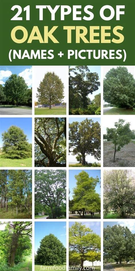 21 Different Types Of Oak Trees With Names Their Uses And Pictures