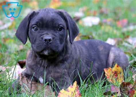 Find cane corso dogs and puppies from alabama breeders. Pluto | Cane Corso Puppy For Sale | Keystone Puppies