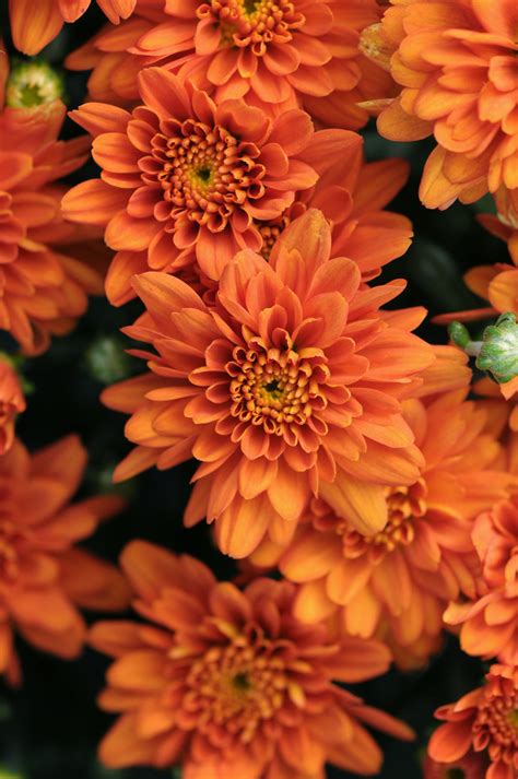 Orange Zest Garden Mum Chrysanthemum Grandiflorum Proven Winners