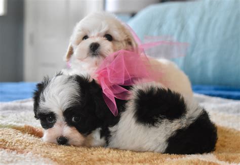 If you have questions about any of our teacup puppies or larger breed puppies please feel free to call or email. 22 Inspirational Cheap Teacup Puppies For Sale Near Me ...