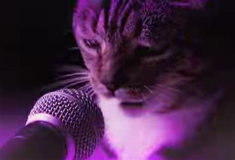 Remember That ‘meow Mix Commercial Jingle Well Heres The Meow Remix